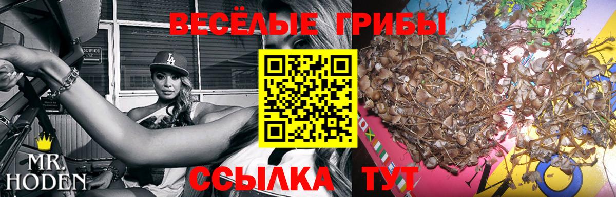 Галлюциногенные грибы Psilocybine cubensis  Вход с VPN  Осинники 